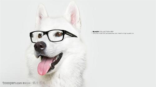 创意广告画面-伸着舌头的狗狗艺术设计图片素材